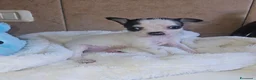 Chihuahua cani in vendita: Chihuahua toy  a Città metropolitana di Milano - Annuncio 1