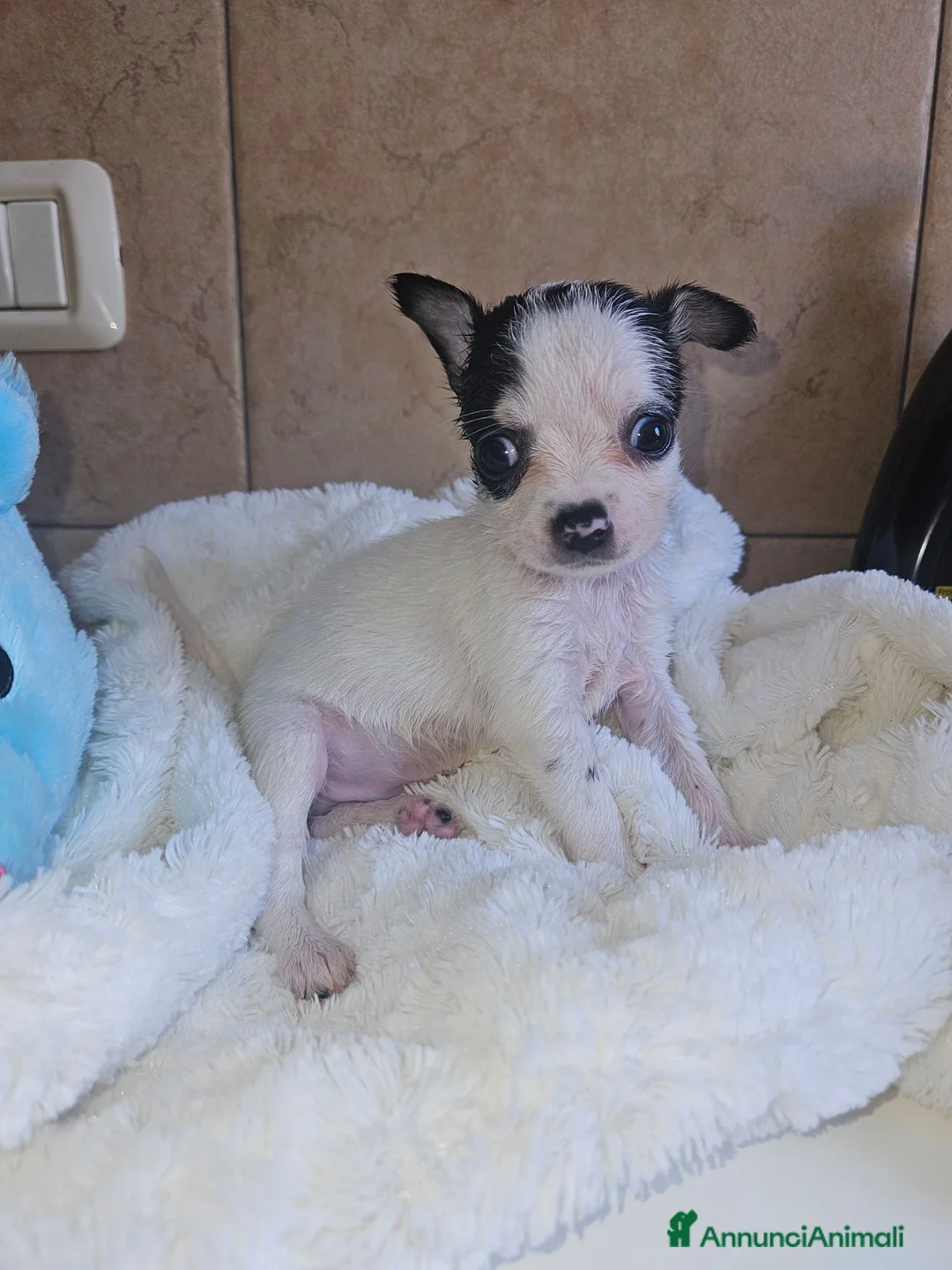 Chihuahua cani in vendita: Chihuahua toy  a Città metropolitana di Milano - Annuncio 1