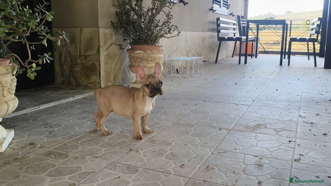 Bulldog Francese cani in vendita: Cuccioli cercano famiglie da amare  - Annuncio 1