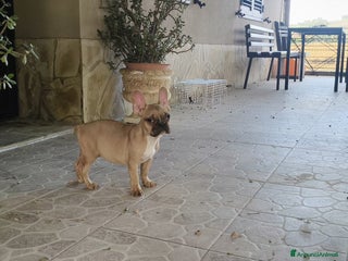 Bulldog Francese cani - Annuncio 31