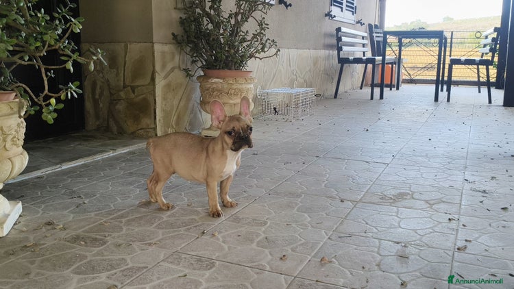 Bulldog Francese cani - Annuncio 2