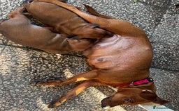 Pinscher Miniatura cani in vendita: Pinscher nano a Provincia di Pavia - Immagine 4