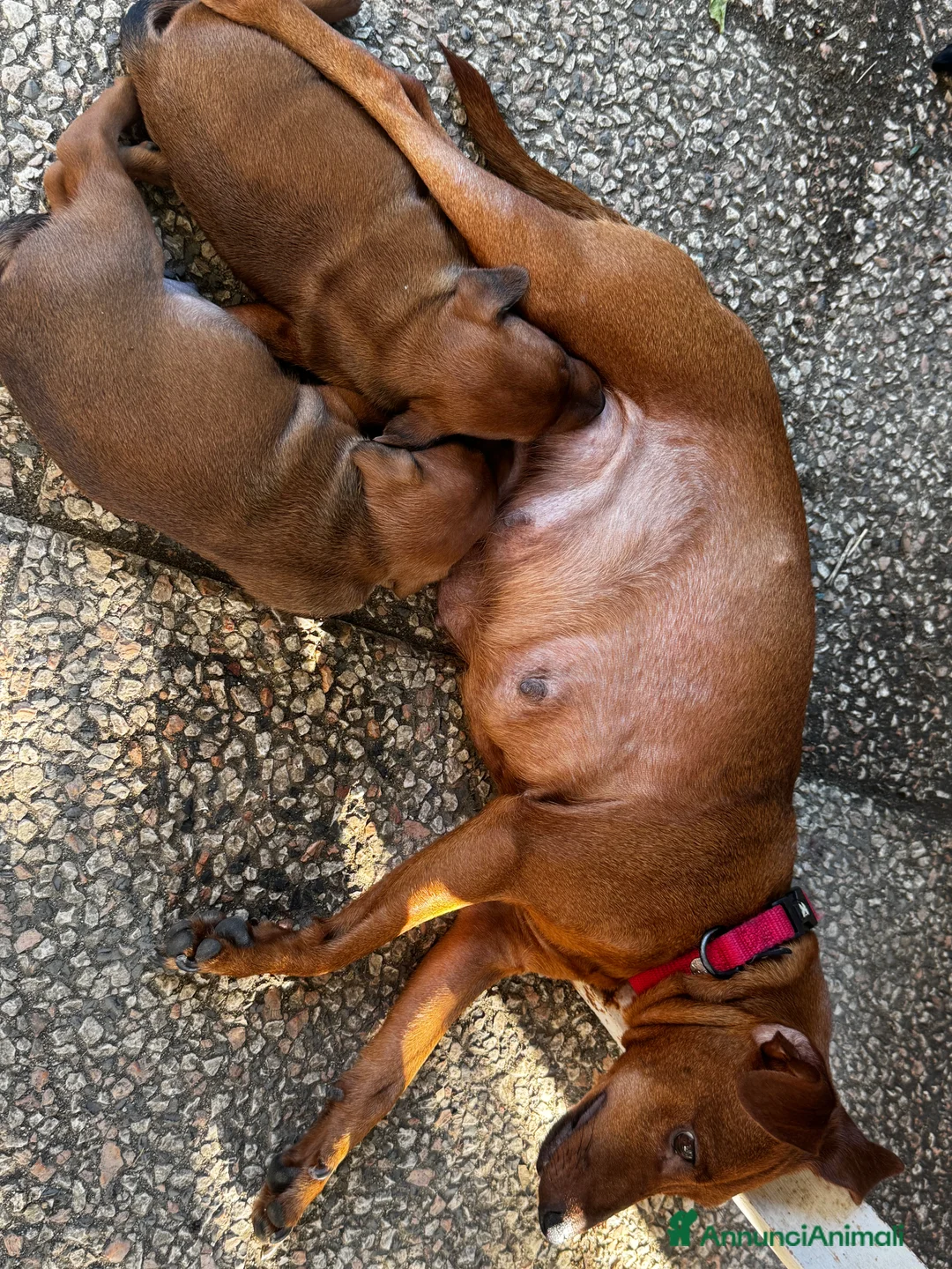 Pinscher Miniatura cani in vendita: Pinscher nano a Provincia di Pavia - Annuncio 4