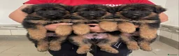 Pastore Tedesco cani in vendita: Cucciolata di pastore tedesco di alta qualità  - Annuncio 1