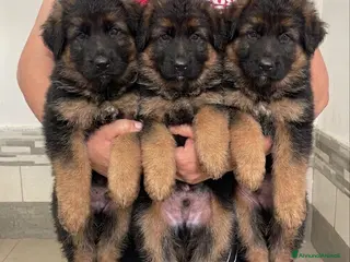 Pastore Tedesco cani Cucciolata di pastore tedesco di alta qualità - Annuncio 7