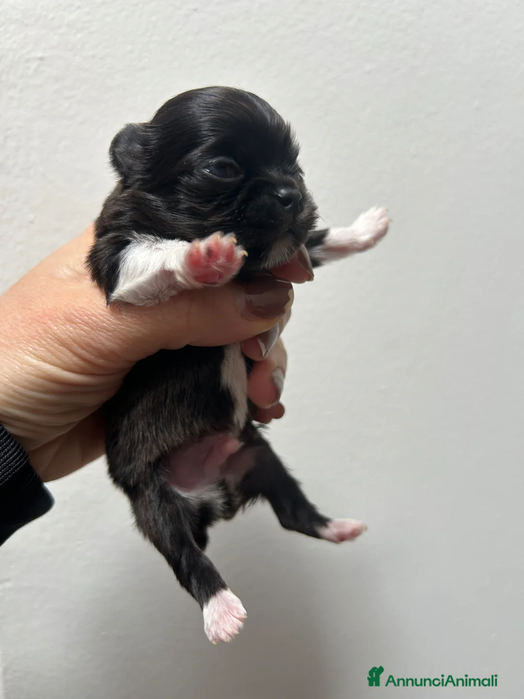 Chihuahua cani in vendita: Chihuahua pl  - Annuncio 6