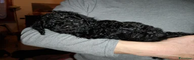 Barboncino Cucciolo 1