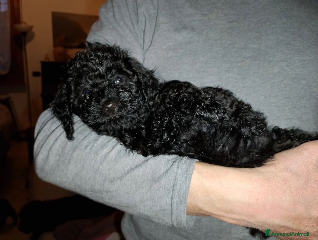 Barboncino cani in vendita: Barboncino nano nero  a Provincia di Varese - Annuncio 4