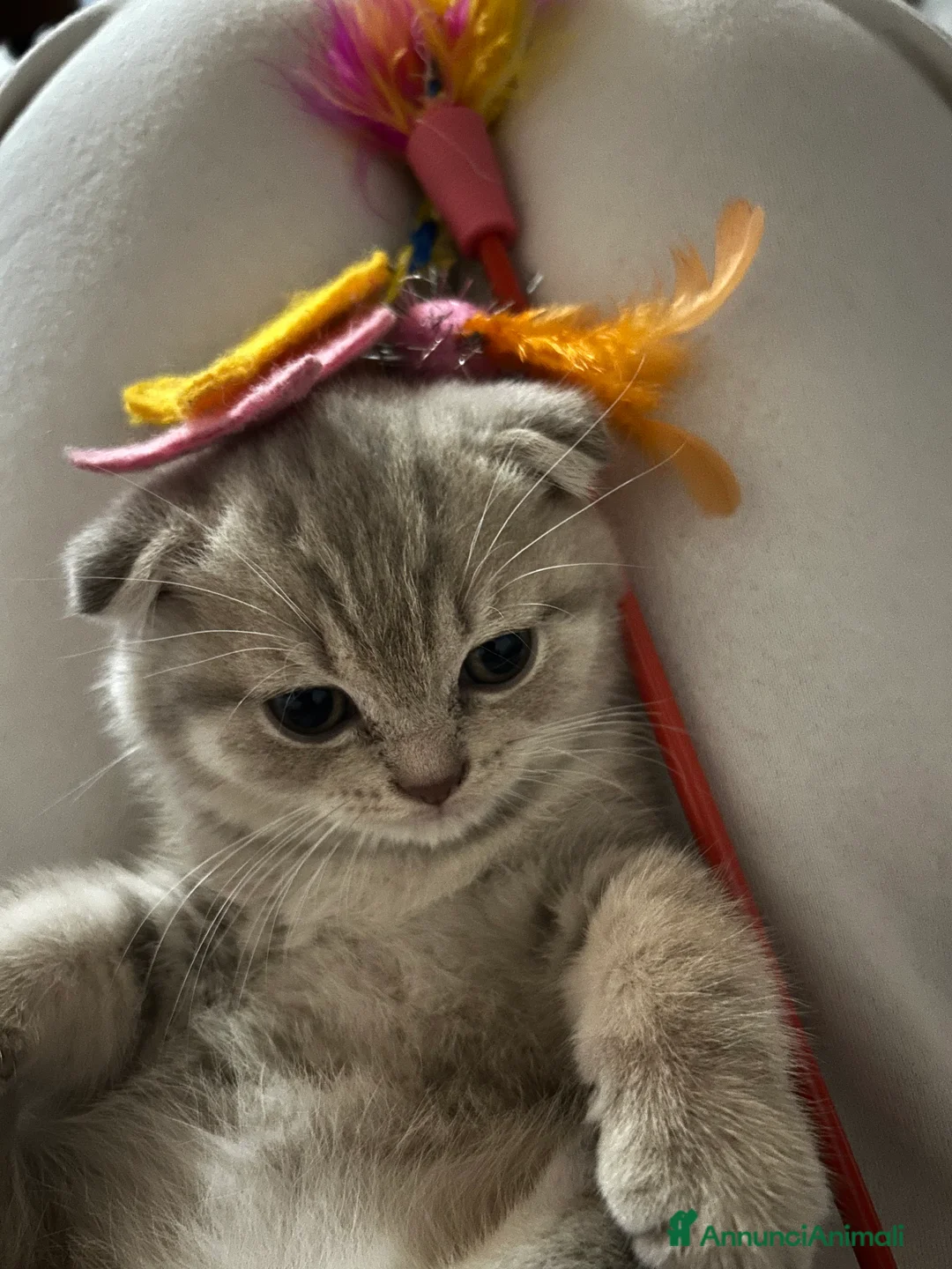 Scottish gatti in vendita: Scottish - Annuncio 1