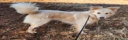Meticcio cani in regalo: Vera 3anni bellissima vive coi gatti in garage SUD - Annuncio 2