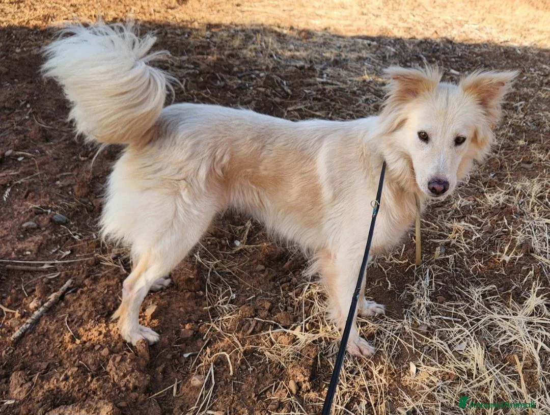 Meticcio cani in regalo: Vera 3anni bellissima vive coi gatti in garage SUD - Annuncio 2