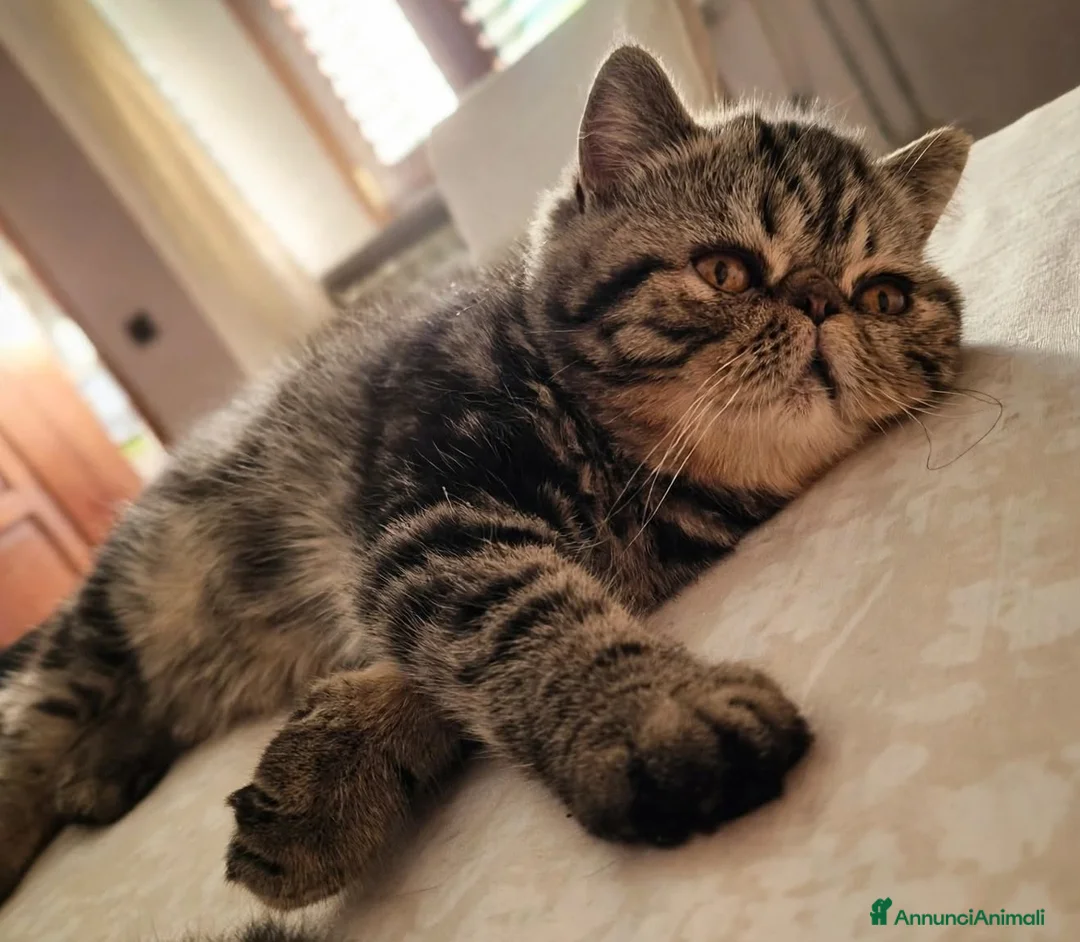 Exotic Shorthair gatti in vendita: In cerca di coccole - Annuncio 2