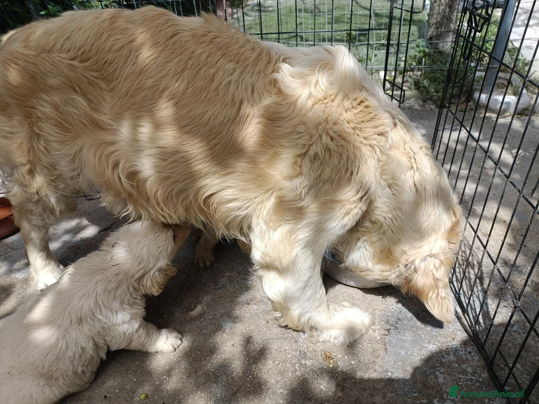 Golden Retriever cani in vendita: Golden Retriever  - Annuncio 4