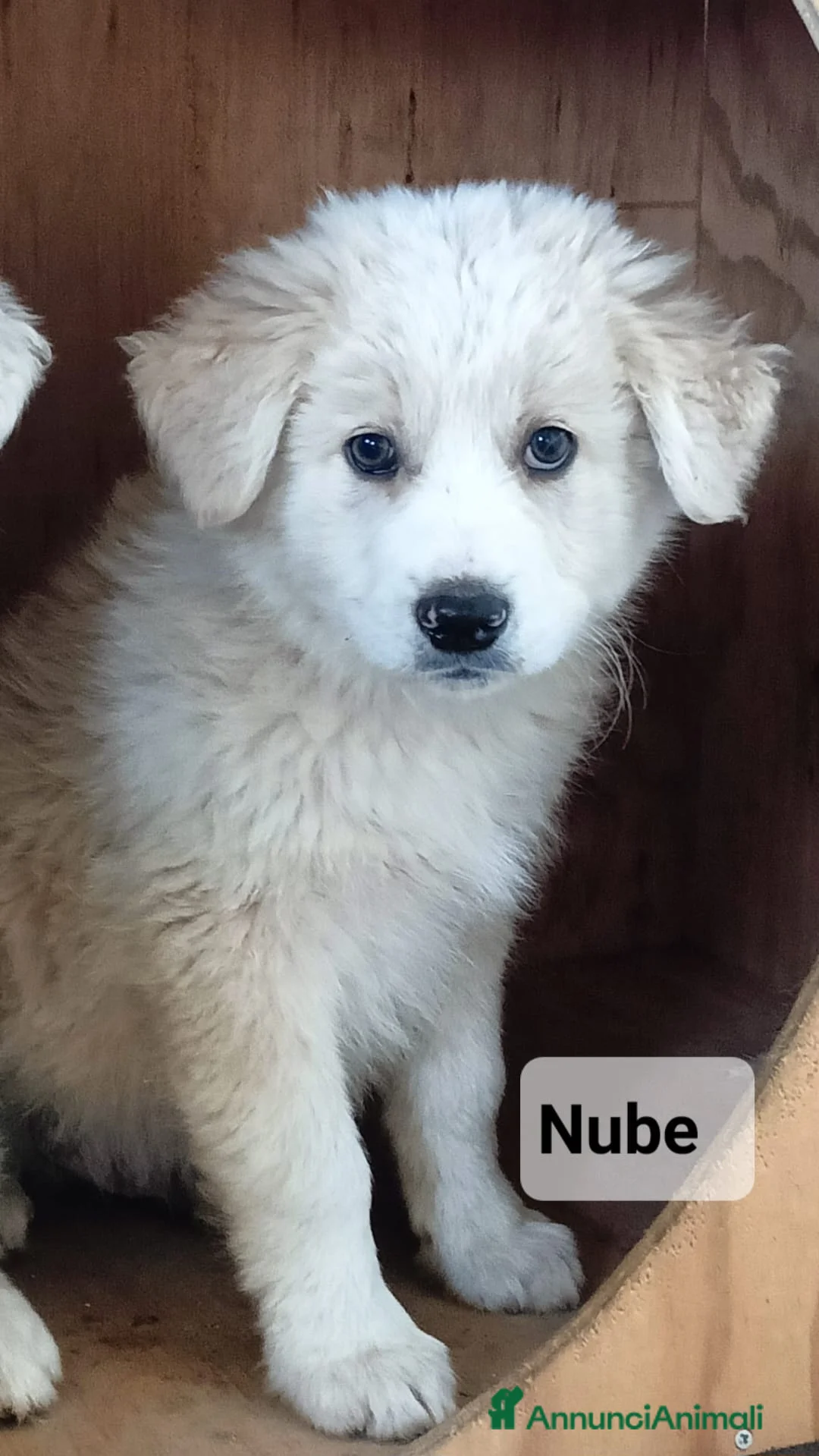 Meticcio cani in regalo: Tanti cuccioli cercano un porto sicuro - Annuncio 2