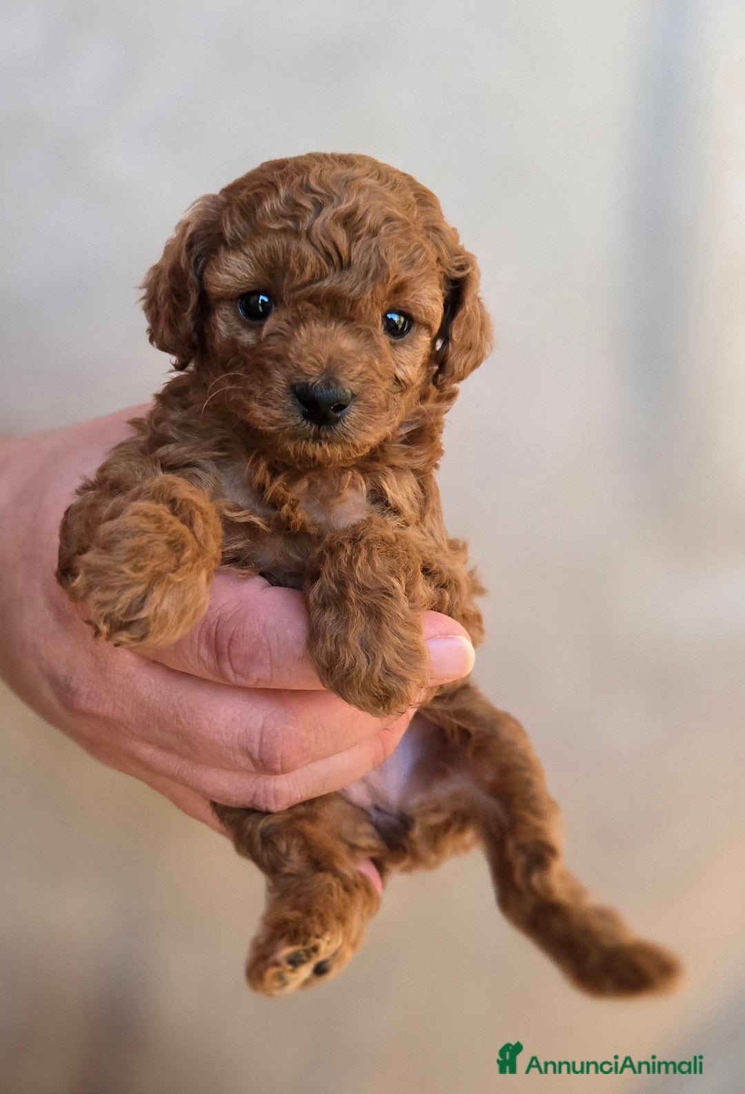 Barboncino Toy cani in vendita: Cucciola Barboncino Toy pedegree Enci  - Annuncio 8