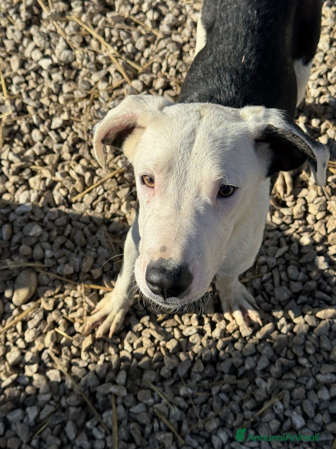 Pitbull cani in regalo: ROCK e ALFA, cuccioli super coccoloni! Mix PIT - Annuncio 7