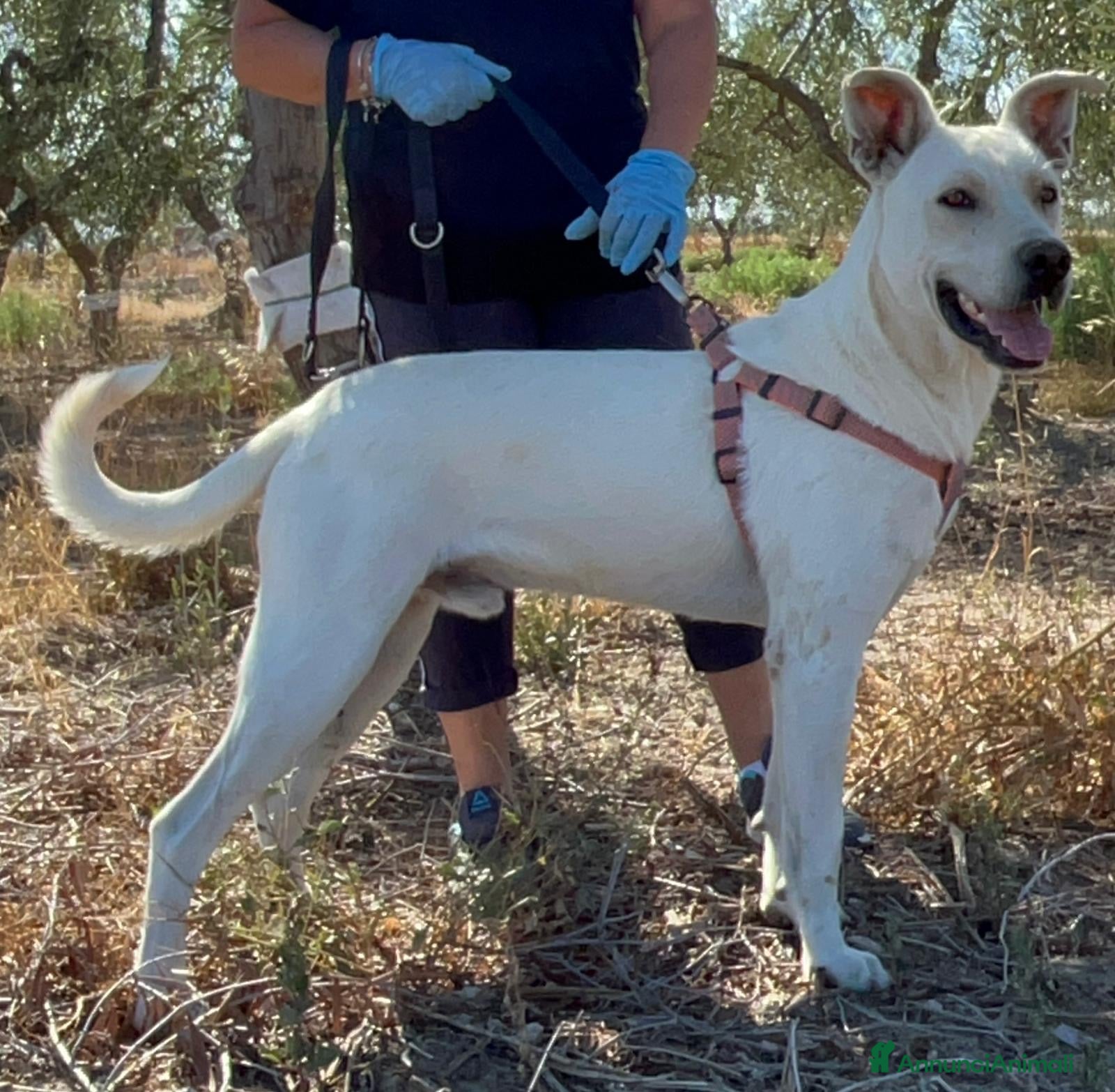 Meticcio cani Manuel - Annuncio 2