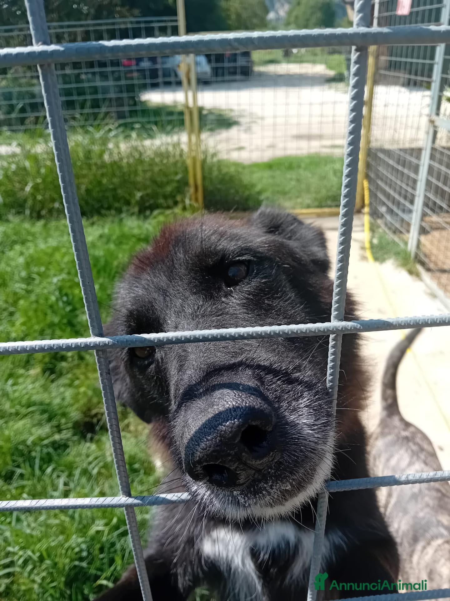 Meticcio cani in regalo: Danko, occhioni dolci, cerca adozione - Annuncio 2