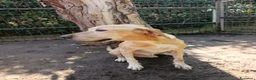Meticcio cani in regalo: ORIONE: infinitamente dolce con tutti  - Annuncio 4