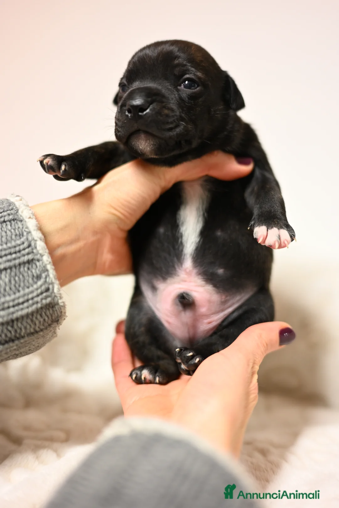 Staffordshire cani in vendita: Cuccioli di Staffordshire Bull Terrier - Annuncio 7