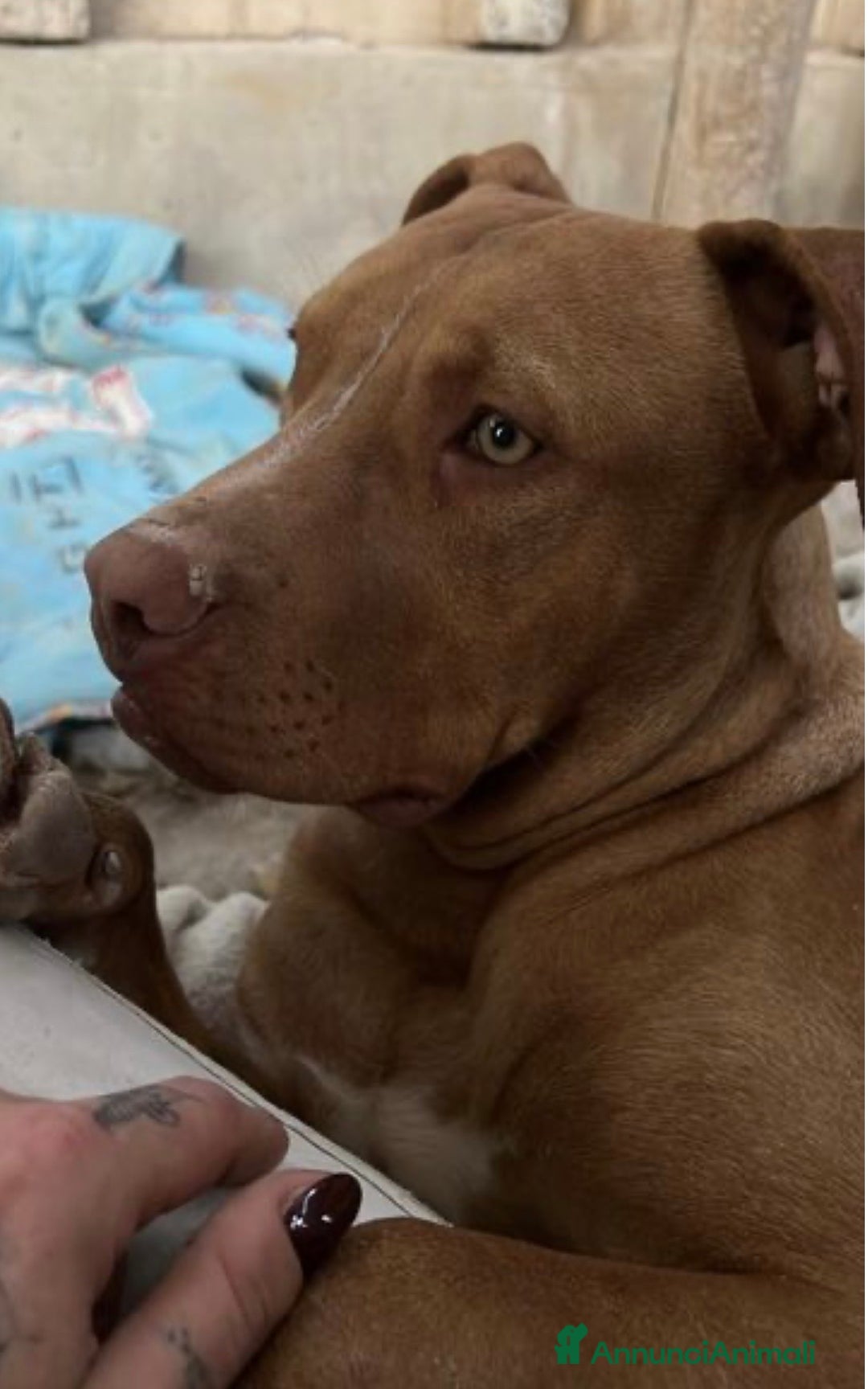 Meticcio cani in regalo: Aaron dolcissimo cucciolone dagli occhi smeraldo  - Annuncio 2