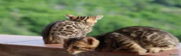 Bengala gatti in vendita: Cuccioli Bengala a Provincia di Cosenza - Annuncio 17