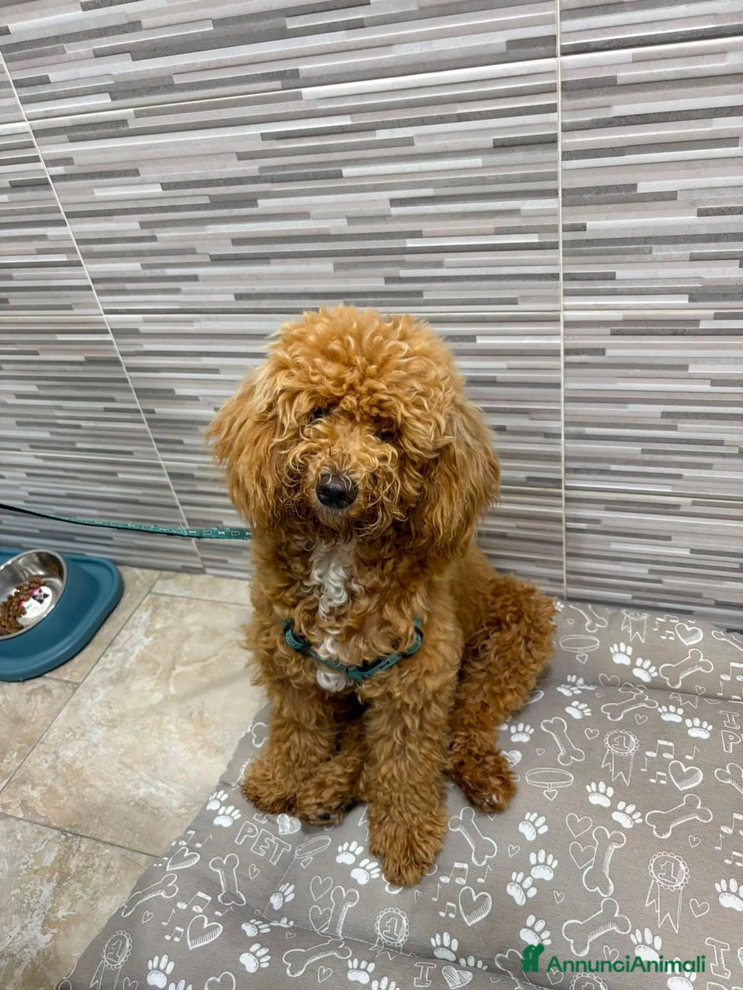 Barboncino Toy cani in vendita: cane molto giocherellone é molto cucciolo  a Città Metropolitana di Napoli - Annuncio 1