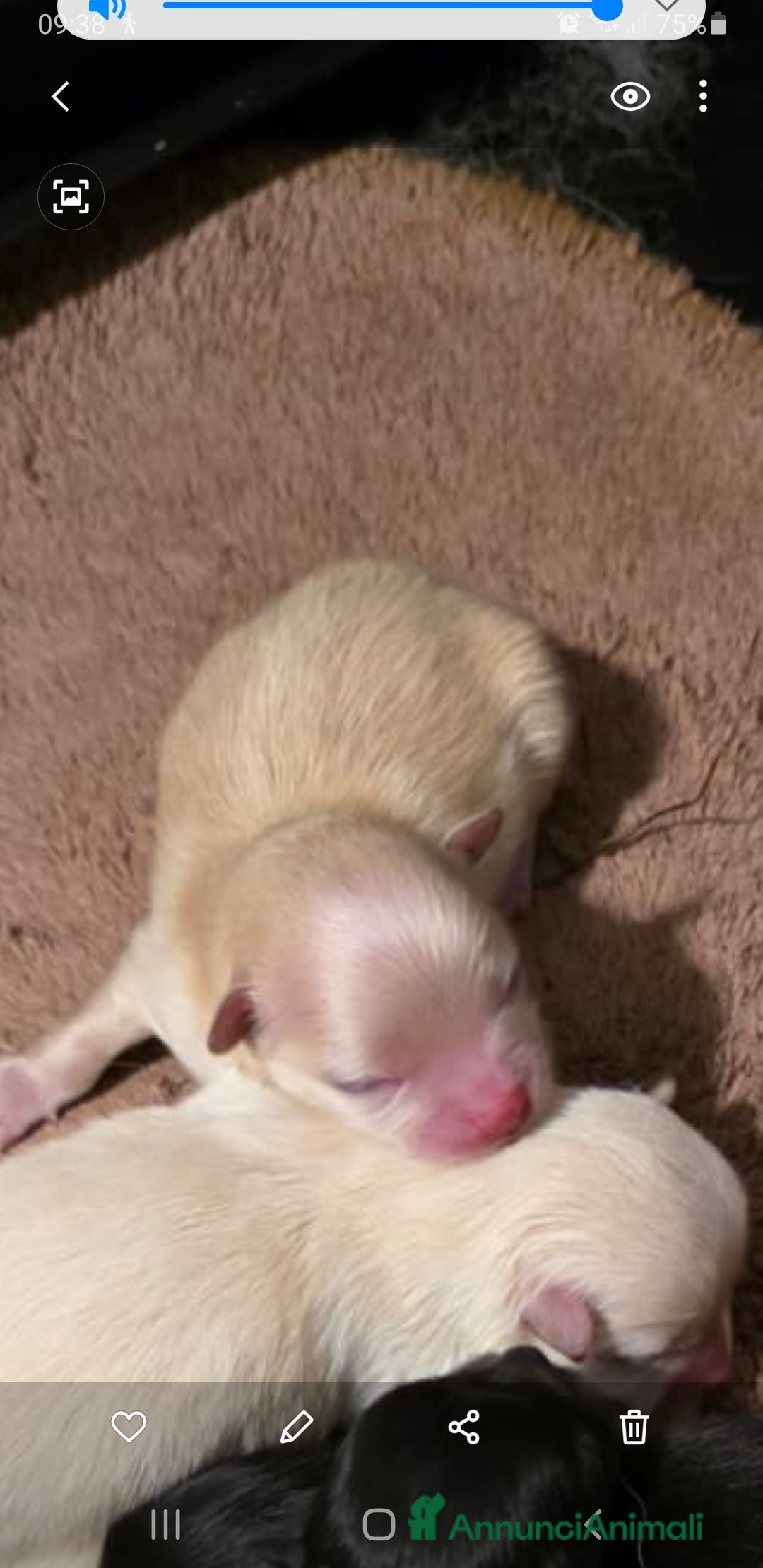 Volpino Pomerania cani in vendita: Pomerania nani  - Annuncio 3