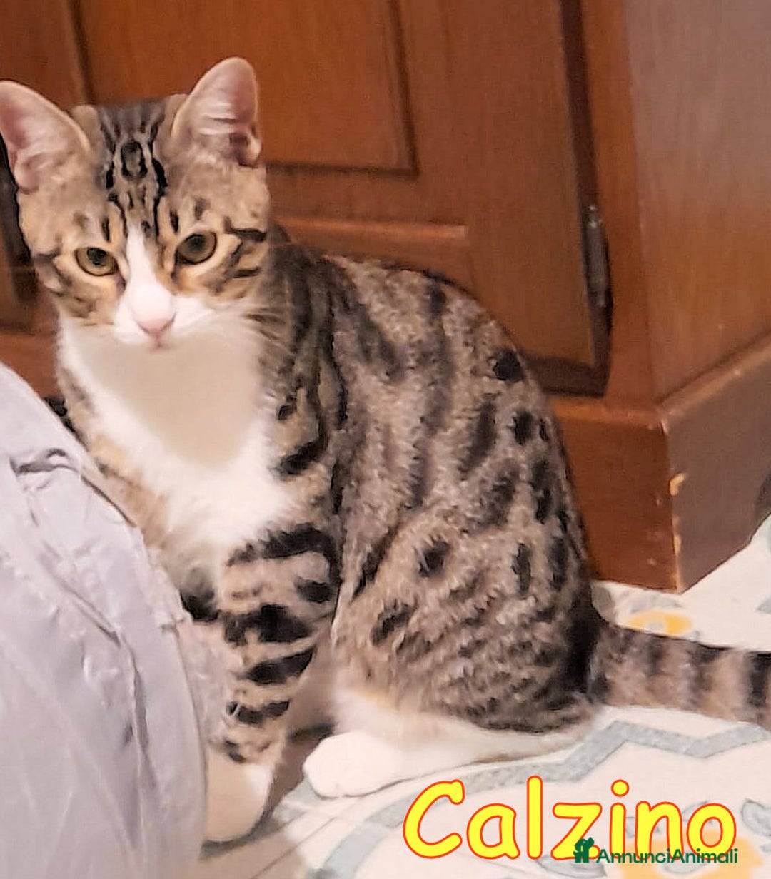 Europeo gatti in regalo: CALZINO CERCA CASA!  - Annuncio 3