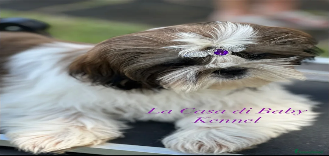 Immagine della galleria {{count}}