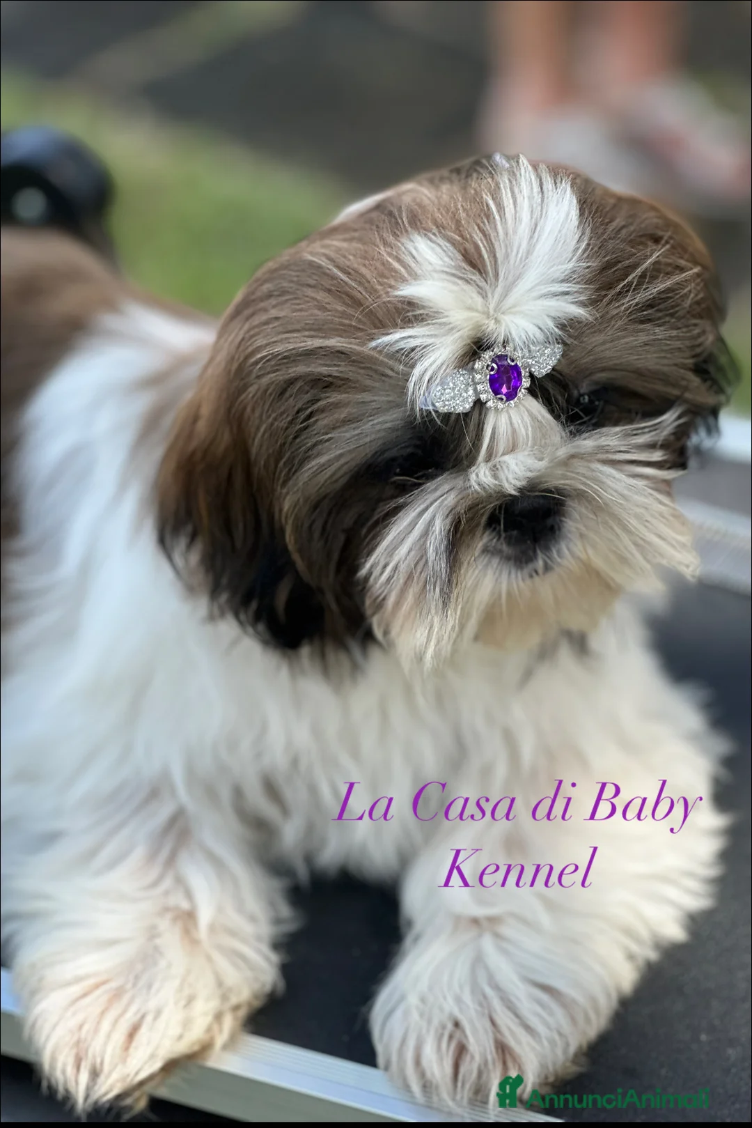 Immagine della galleria {{count}}