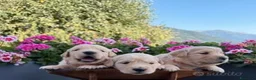 Golden Retriever cani in vendita: Cuccioli Golden Retriever 100% a Provincia autonoma di Trento - Annuncio 3