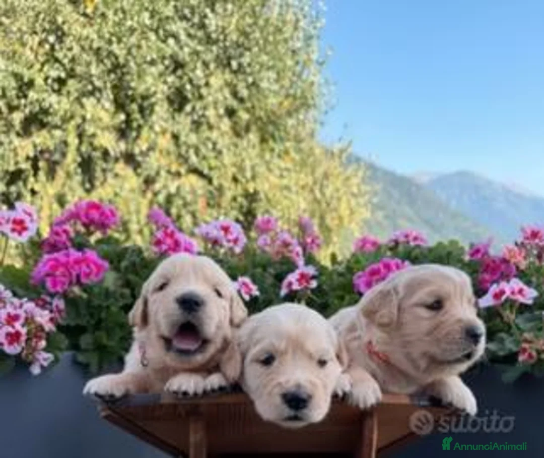 Golden Retriever cani in vendita: Cuccioli Golden Retriever 100% a Provincia autonoma di Trento - Annuncio 3