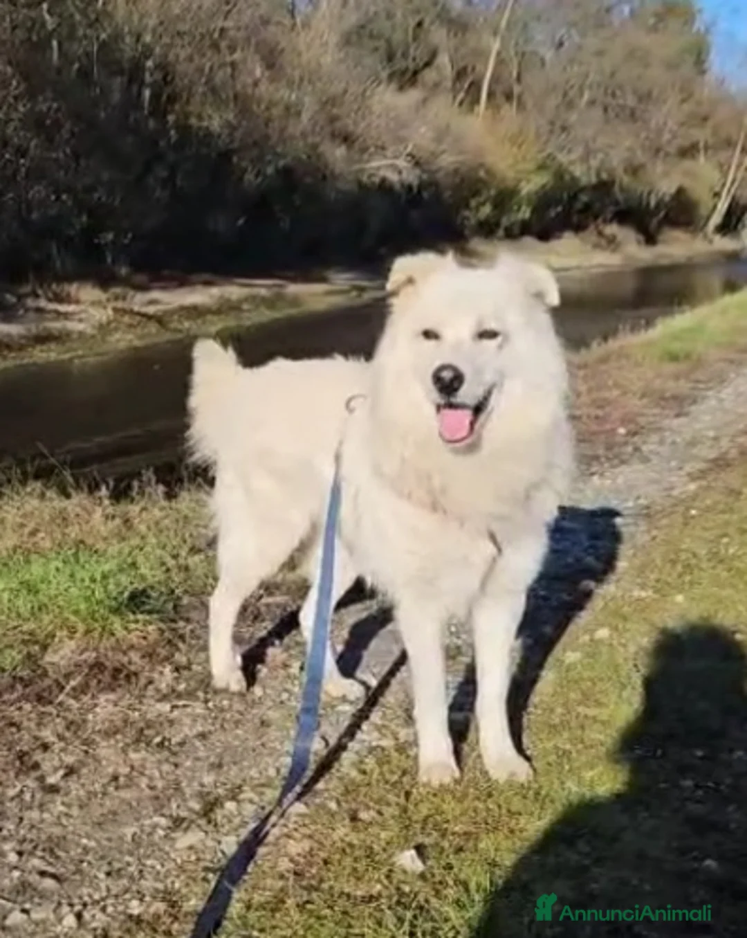 Meticcio cani in regalo: Bubu batuffolone splendido in box da 2anni!NOVARA a Città metropolitana di Milano - Annuncio 8
