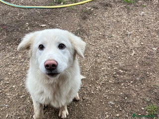 Meticcio cani Cucciola 6 mesi - Annuncio 1