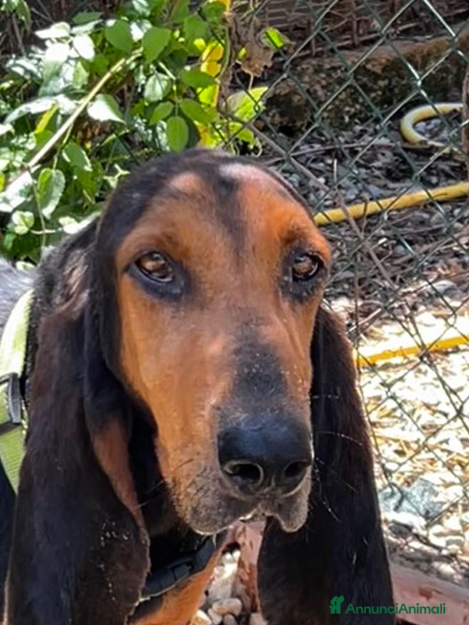 Segugio Svizzero cani Luna Segugia del Giura - Annuncio 13