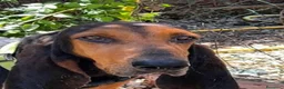 Segugio Svizzero cani in regalo: Luna Segugia del Giura - Annuncio 1