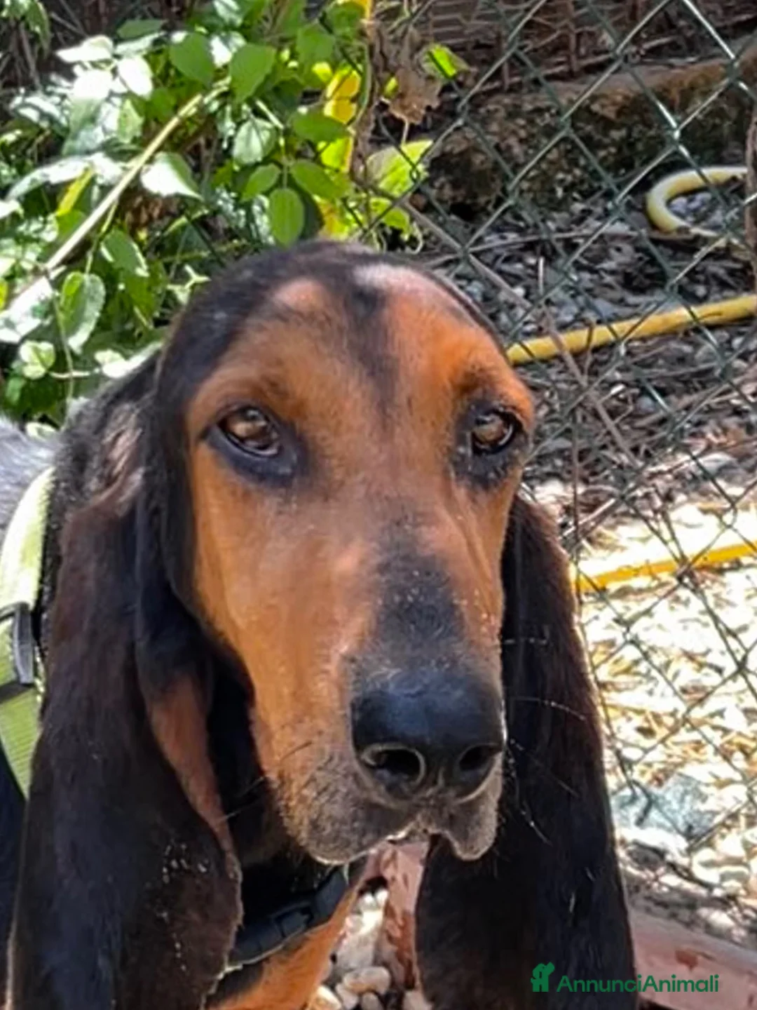 Segugio Svizzero cani in regalo: Luna Segugia del Giura - Annuncio 1
