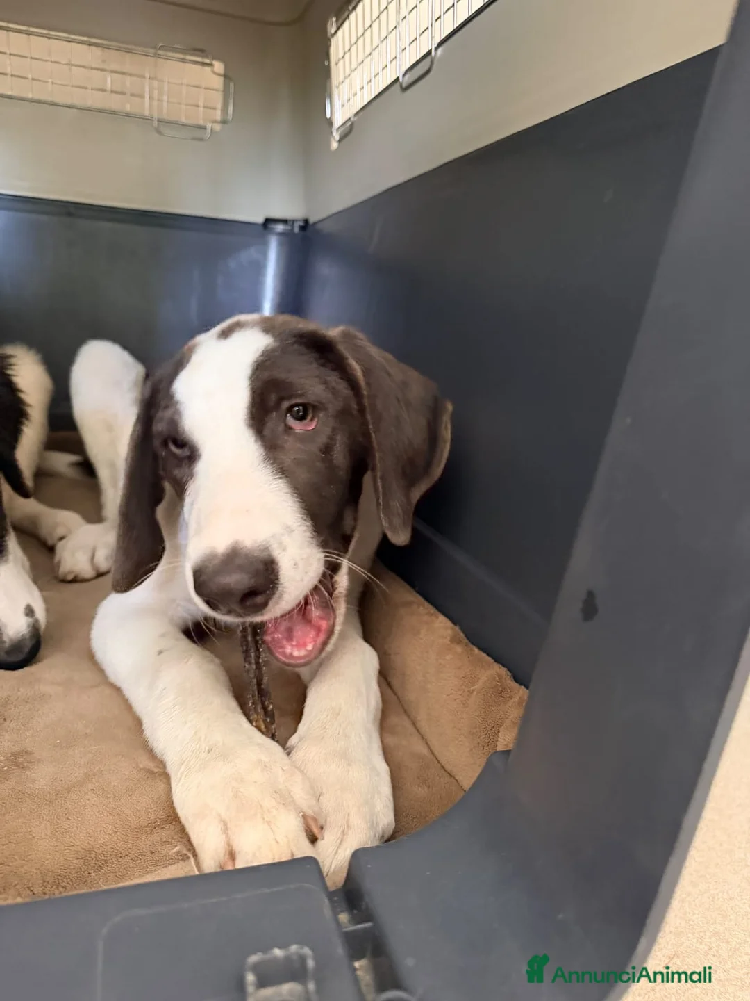 Meticcio cani in regalo: Milo dolcissimo cucciolo simil segugio a Città metropolitana di Milano - Annuncio 4