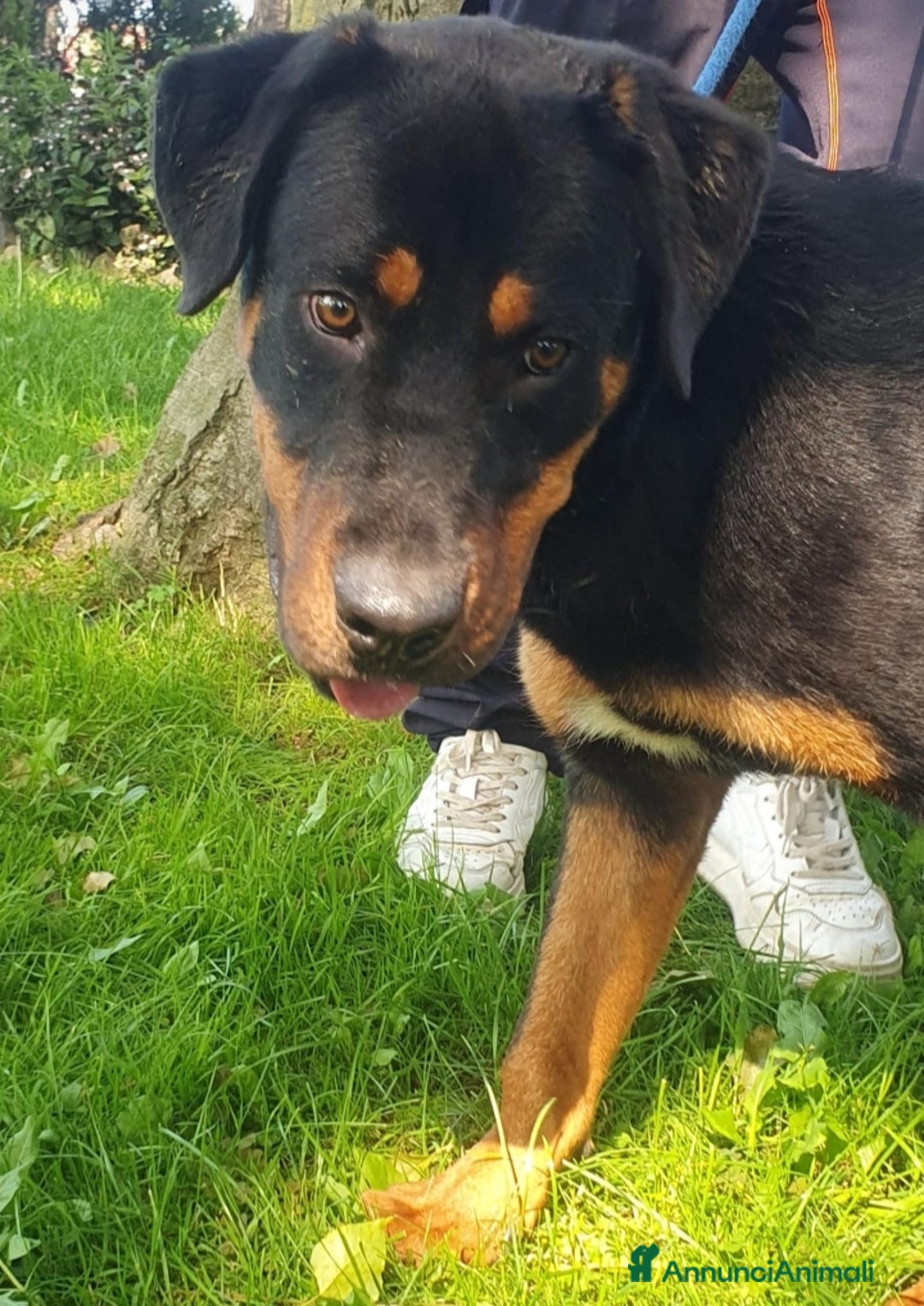 Altre razze cani in regalo: Argo, cucciolone dolcissimo cerca casa a Città metropolitana di Roma Capitale - Annuncio 2