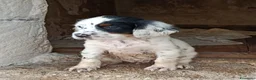 Setter Inglese cani in vendita: Setter inglese  - Annuncio 4