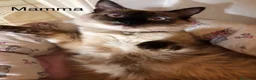 Ragdoll gatti in vendita: Cuccioli di Ragdoll a Città metropolitana di Roma Capitale - Annuncio 1