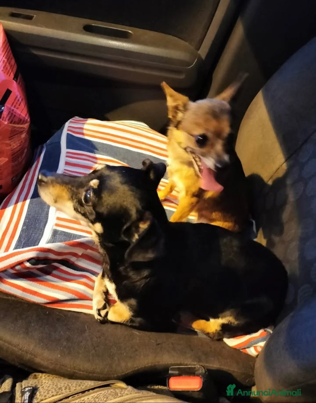 Meticcio cani in regalo: Bea e Lea cagnoline taglia mini - Annuncio 2