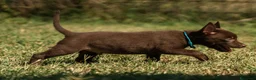 Australian Kelpie cani in vendita: Cuccioli Australian Kelpie  a Provincia di Siena - Annuncio 15