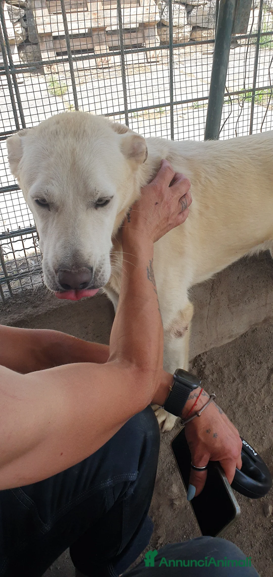 Labrador cani in regalo: Tommy, Labrador Mix Cucciolone in Canile - Annuncio 2