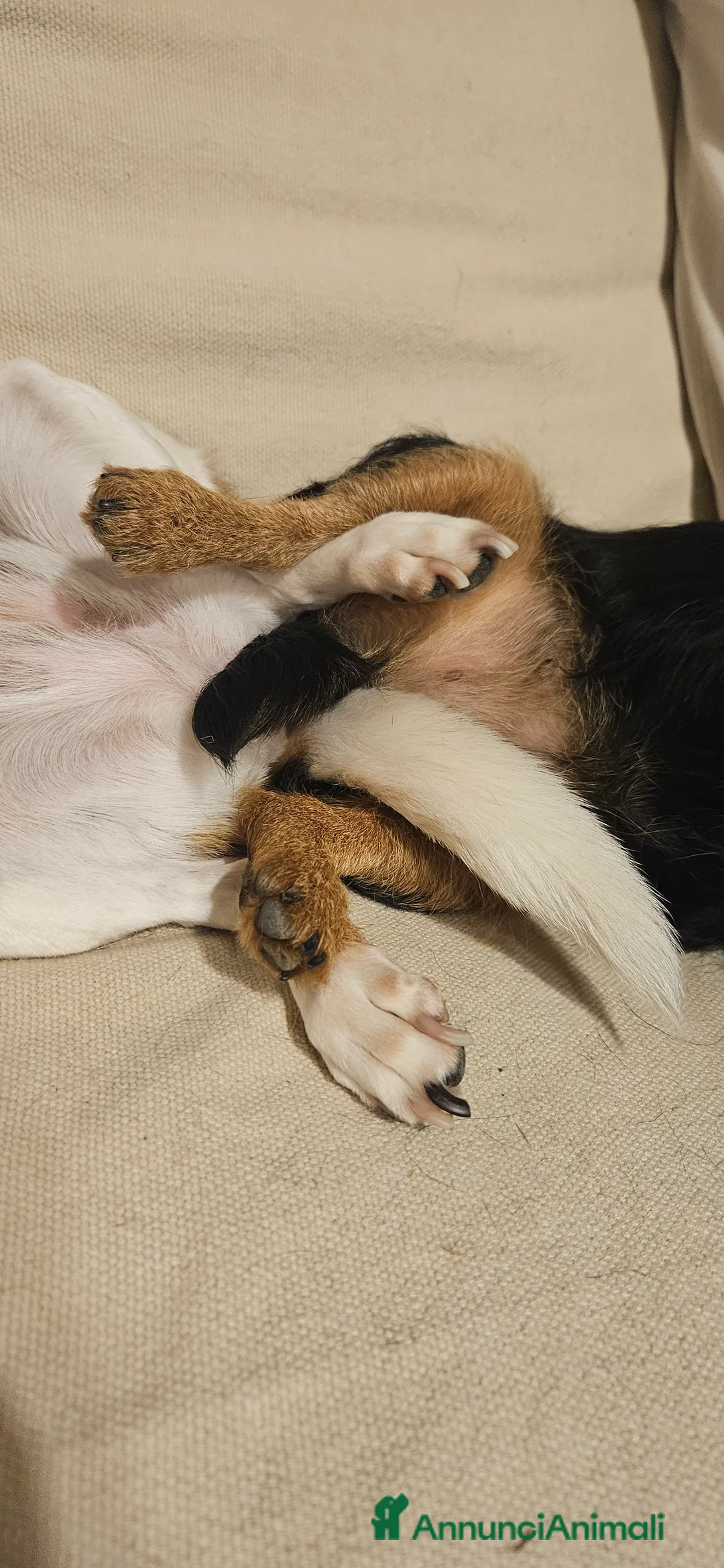 Meticcio cani in regalo: TANTI CUCCIOLI SOLI! a Provincia di Vicenza - Annuncio 2