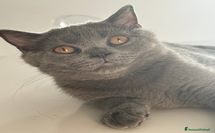 Scottish gatti a Provincia di Verona - Annuncio 15