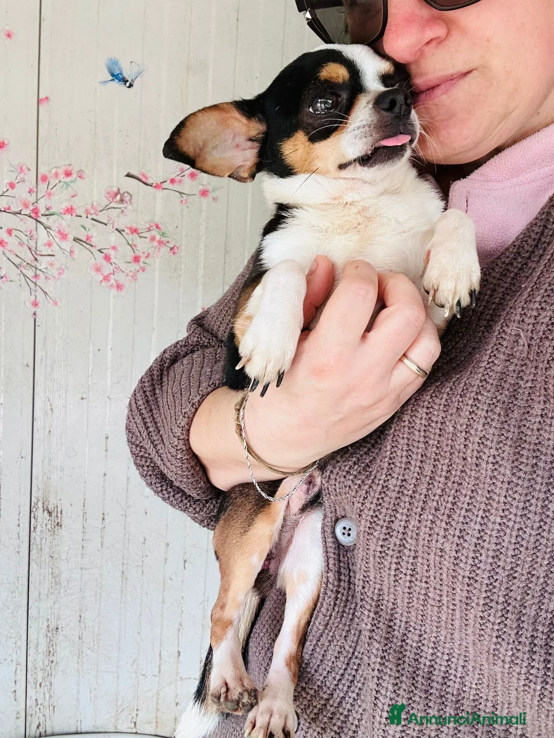 Chihuahua cani in regalo: CHIHUAHUA mix - Annuncio 2