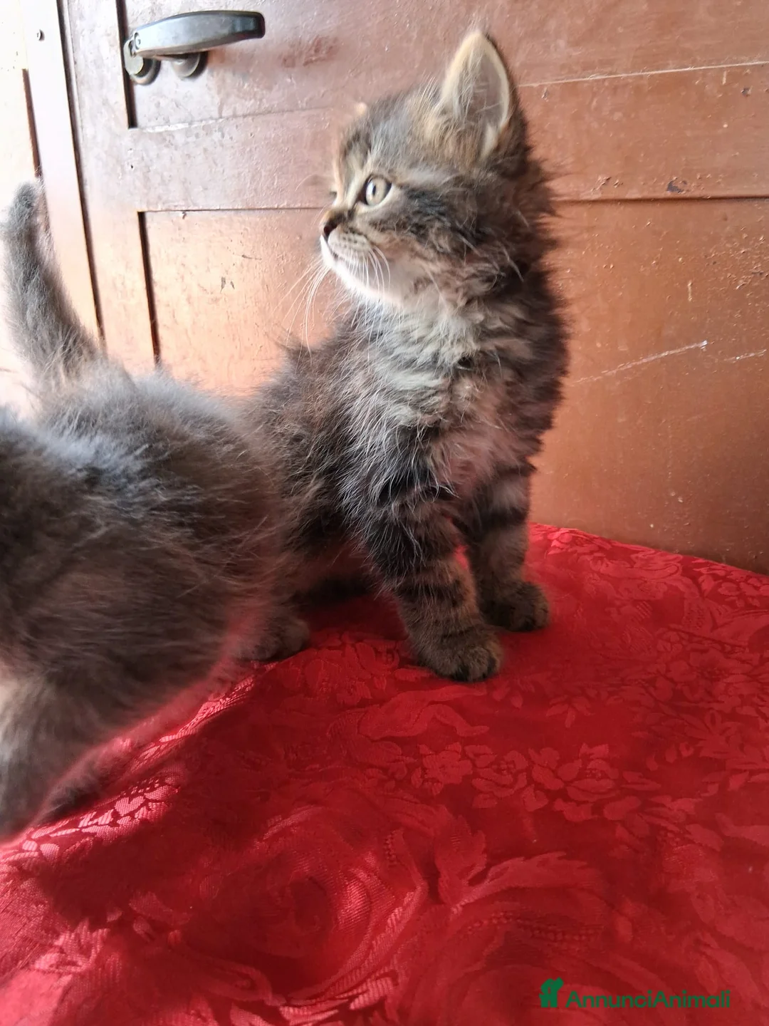 Siberiano gatti in vendita: Gattino Siberiano/Persiano - Annuncio 2