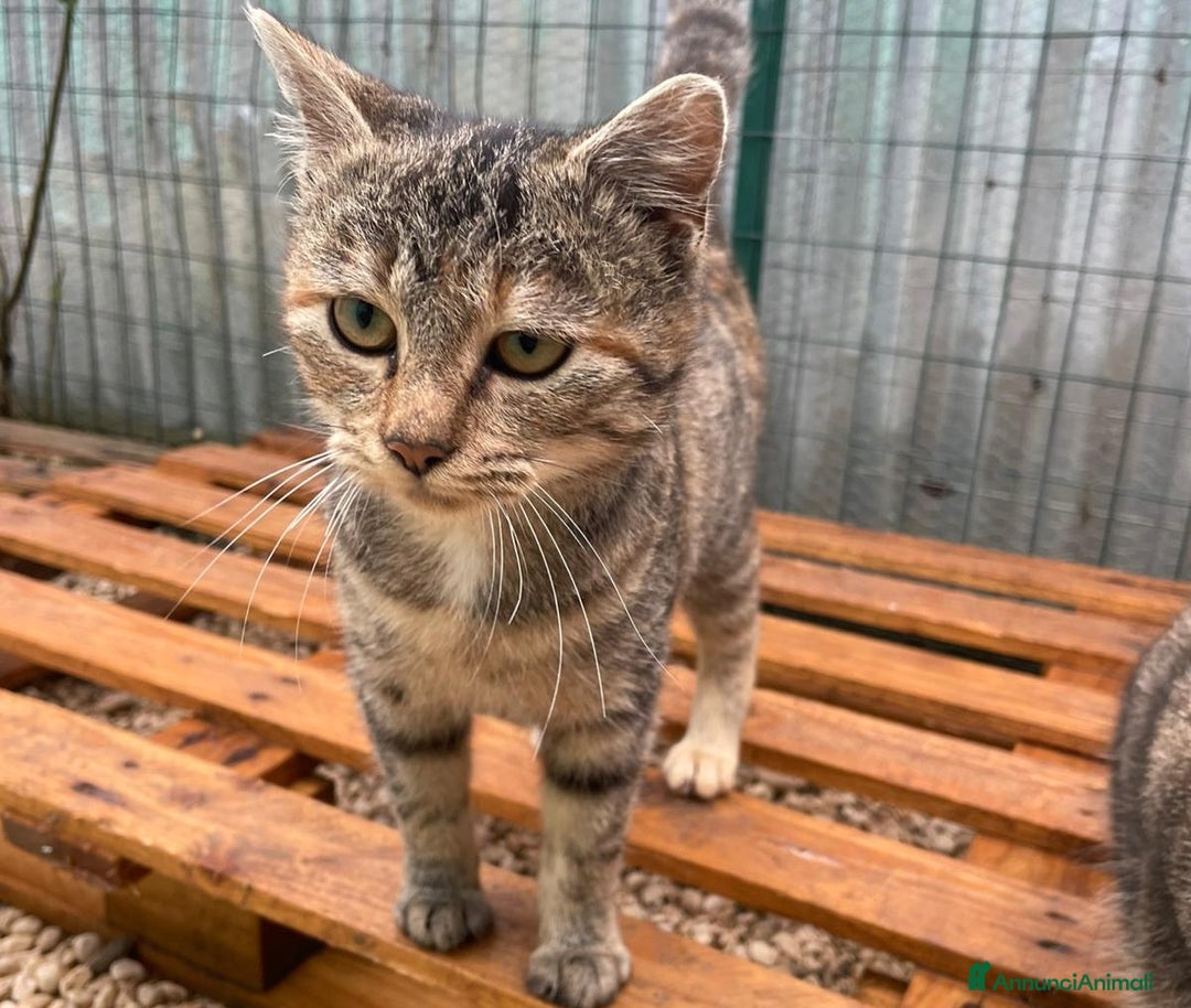 Meticcio gatti in regalo: CHI ADOTTA LA DOLCE TIGRA? - Annuncio 3